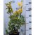 Sárgatarka japán kecskerágó Euonymus japonicus 'Elegant Aureus' CLT. 3