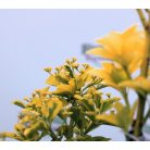 Sárgatarka japán kecskerágó Euonymus japonicus 'Elegant Aureus' CLT. 3