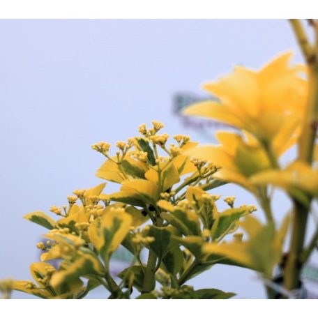 Sárgatarka japán kecskerágó Euonymus japonicus 'Elegant Aureus' CLT. 3