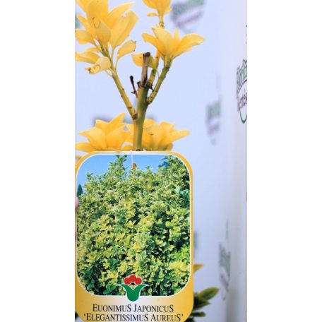 Sárgatarka japán kecskerágó Euonymus japonicus 'Elegant Aureus' CLT. 3