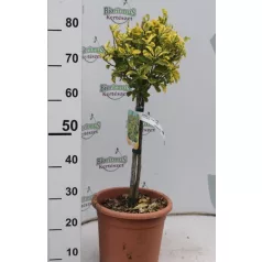   Arany kecskerágó törzses Euonymus japonicus 'Aureus' LV 9 MINI STANDARD