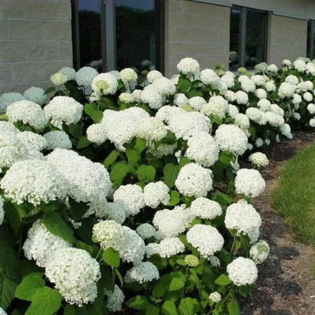 Cserjés hortenzia Hydrangea arb. Annabelle CLT. 10