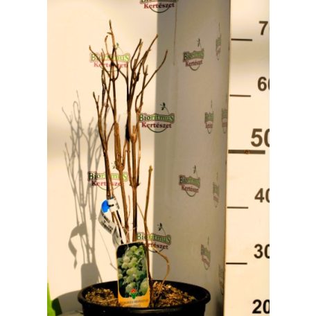 Cserjés hortenzia Hydrangea arb. Annabelle CLT. 10