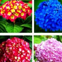 Kerti hortenzia Hydrangea macrophylla CLT. 10