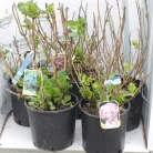 Kerti hortenzia Hydrangea macrophylla CLT. 10