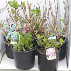 Kerti hortenzia Hydrangea macrophylla CLT. 10