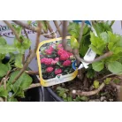 Kerti hortenzia Hydrangea macrophylla CLT. 10