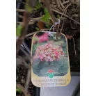 Kerti hortenzia Hydrangea macrophylla CLT. 10