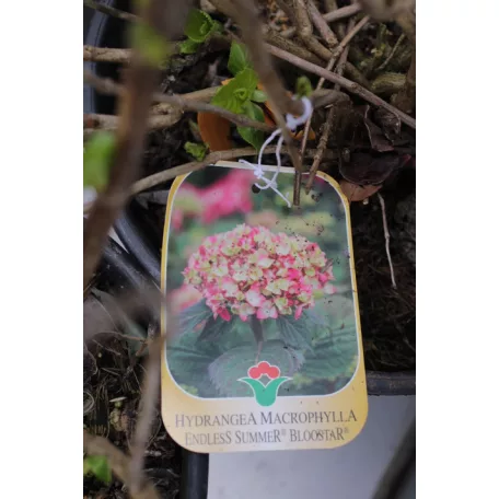 Kerti hortenzia Hydrangea macrophylla CLT. 10