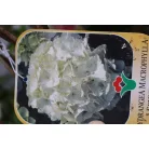 Kerti hortenzia Hydrangea macrophylla CLT. 10