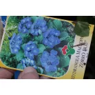 Kerti hortenzia Hydrangea macrophylla CLT. 10