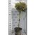 Fehér-tarka levelű magyal Ilex aquifolium Argentea Marginata CLT.30 50/60 HALF STA