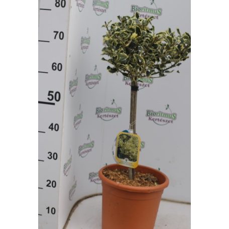 Tarkalevelű magyal fácska Ilex aquifolium Argentea Marginata LV 9 MINI STANDARD