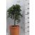 Kék fövenyboróka mini törzses Juniperus conferta Blue Pacific  LV 9 MINI STANDARD