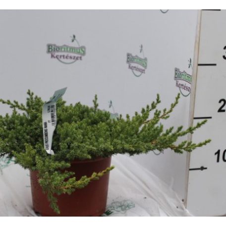Zöld törpe kúszó boróka Juniperus procumbens 'Nana' CLT. 3