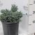 Himalájai törpe boróka Juniperus squamata 'Blue Star' CLT. 3