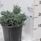 Himalájai törpe boróka Juniperus squamata Blue Star CLT. 3