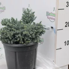   Himalájai törpe boróka Juniperus squamata Blue Star CLT. 3