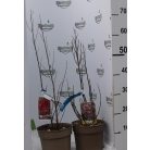 Kínai selyemmirtusz LAGERSTROEMIA INDICA IN VARIETA CLT. 3