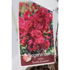 Kínai selyemmirtusz LAGERSTROEMIA INDICA IN VARIETA CLT. 3