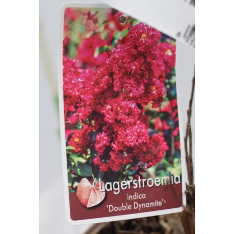 Kínai selyemmirtusz LAGERSTROEMIA INDICA IN VARIETA CLT. 3