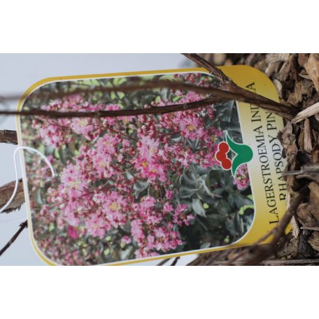 Kínai selyemmirtusz LAGERSTROEMIA INDICA IN VARIETA CLT. 3