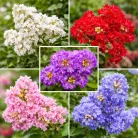 Kínai selyemmirtusz LAGERSTROEMIA INDICA var LV 9 M.ALB.