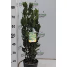 Fűszerbabér LAURUS NOBILIS CLT. 3 60/80