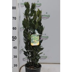 Fűszerbabér LAURUS NOBILIS CLT. 3 60/80