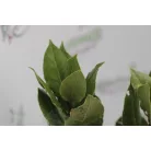 Fűszerbabér LAURUS NOBILIS CLT. 3 60/80