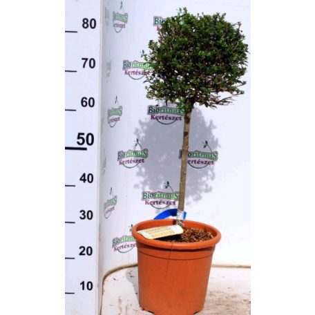 Puszpáng levelű fagyal törzses LIGUSTRUM JONANDRUM LV 9 MINI STANDARD