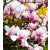 Nagyvirágú liliomfa  MAGNOLIA SOULANGEANA CLT. 10
