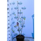 Nagyvirágú liliomfa  MAGNOLIA SOULANGEANA CLT. 10