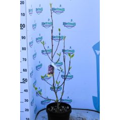 Nagyvirágú liliomfa  MAGNOLIA SOULANGEANA CLT. 10