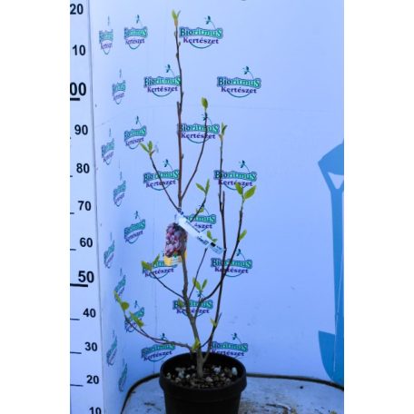 Nagyvirágú liliomfa  MAGNOLIA SOULANGEANA CLT. 10
