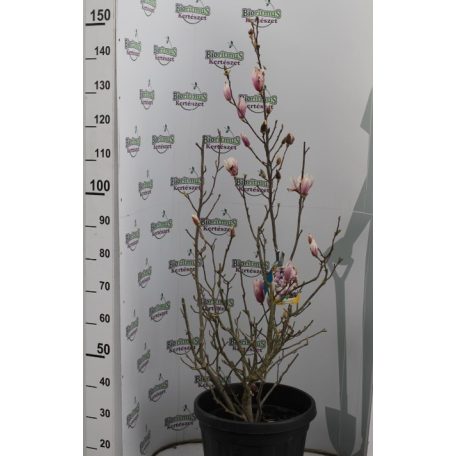Nagyvirágú liliomfa Magnolia soulangeana CLT.30 150/175