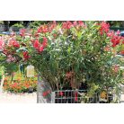 Leander NERIUM OLEANDER CLT. 3