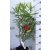 Leander NERIUM OLEANDER CLT. 3