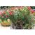 Leander NERIUM OLEANDER CLT. 3
