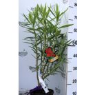 Leander NERIUM OLEANDER CLT. 3