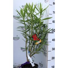 Leander NERIUM OLEANDER CLT. 3