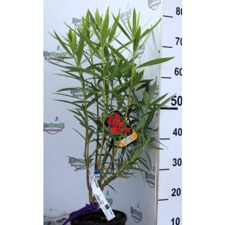 Leander NERIUM OLEANDER CLT. 3