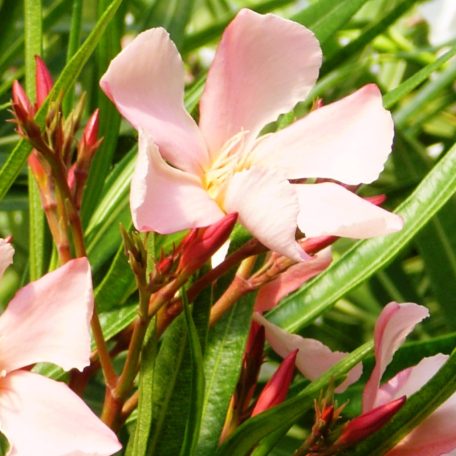 Leander NERIUM OLEANDER CLT. 10 60/80