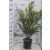 Leander NERIUM OLEANDER CLT. 10 60/80