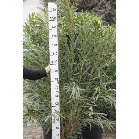 Leander NERIUM OLEANDER CLT. 35 125/150