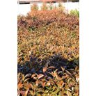 Korallberkenye Photinia × fraseri 'Red Robin' CLT. 3