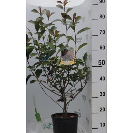 Korallberkenye Photinia × fraseri 'Red Robin' CLT. 3