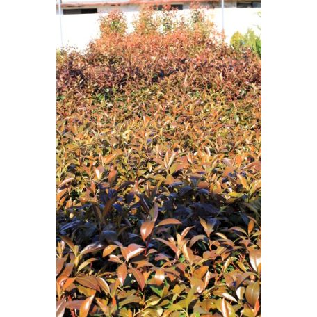 Korallberkenye Photinia × fraseri 'Red Robin' CLT. 3