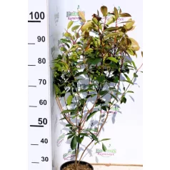   Korallberkenye Photinia × fraseri 'Red Robin' CLT. 3