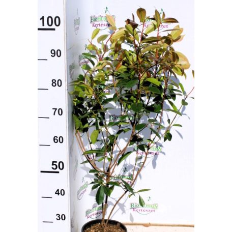 Korallberkenye Photinia × fraseri 'Red Robin' CLT. 3